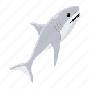 carcharodon carcharias, white shark, shark fish, selachimorpha, aquatic animal