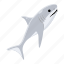 carcharodon carcharias, white shark, shark fish, selachimorpha, aquatic animal 