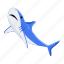 prionace glauca, blue shark, shark fish, sea creature, aquatic animal 