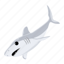 carcharodon carcharias, white shark, shark fish, sea creature, aquatic animal