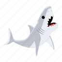 carcharodon carcharias, white shark, shark fish, selachimorpha, aquatic animal