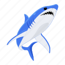 prionace glauca, blue shark, shark fish, sea creature, aquatic animal