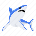 prionace glauca, blue shark, shark fish, elasmobranch fish, sea creature
