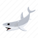 carcharodon carcharias, white shark, shark fish, sea creature, aquatic animal