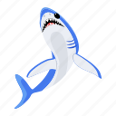 prionace glauca, blue shark, shark fish, sea creature, aquatic animal