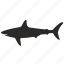 form, shark 