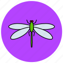 dragonfly, fly, insects, nature