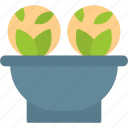 cabbage, salad, fresh, vegetable, harvest, plant
