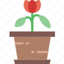 flower, garden, plant, soil, tulip