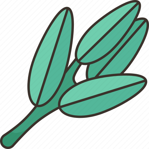 Sage, herb, plant, cooking, medicinal icon - Download on Iconfinder