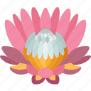 king, protea, flower, blossom, floral