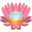 king, protea, flower, blossom, floral 
