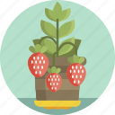 food, fruit, strawberry, garden, spring, plant