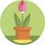 decoration, tulip, spring, plant, flower, house 
