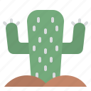 cactus, plant, wild, nature