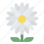 daisy, blooming, flower, nature 