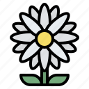 daisy, blooming, flower, nature