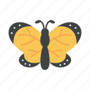 butterfly, insect, animal, moths