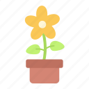 flower, pot, nature