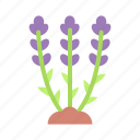 lavender, plant, flower, nature