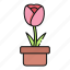 tulip, nature, flower, pot 