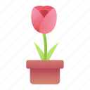 tulip, nature, flower, pot