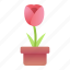 tulip, nature, flower, pot 