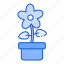flower, pot, nature 