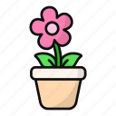 flower pot, garden, indoor plant, decoration, bloom, floral