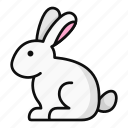 rabbit, furry, pet, domestic animal, hare, bunny, long ears