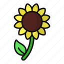 sunflower, bloom, petals, spring, nature, garden, floral