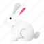 rabbit, furry, pet, domestic animal, hare, bunny, long ears 