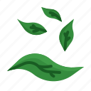 leaf, tree, ecology, leaves