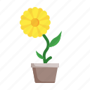 sunflower, flower, plant, blossom