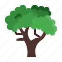 tree, leaf, ecology