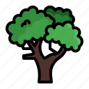 tree, ecology, nature, leaf