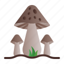 mushroom, garden, toadstool, fungi