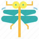 animal, dragonfly, insect, nature 