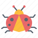 animal, bug, insect, kingdom, ladybug