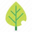 botanical, leaf, leave, plant 