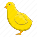 animal, chick, pet, yellow