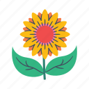 sunflower, spring, flower, blossom, bloom, botanical