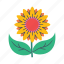 sunflower, spring, flower, blossom, bloom, botanical 