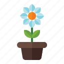 spring, season, nature, flower, pot, vase