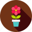 blossom, flower, flower pot, garden, nature, plant, pot 