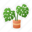 montserrat, leaf, plant, pot, decoration, nature, botanical 