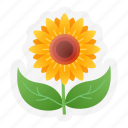 sunflower, spring, flower, blossom, bloom, botanical