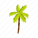 leaf, natural, nature, palm, plant, tree, tropical
