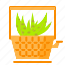cactus, plant, pot, succulent, vas, zebra