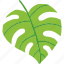 monstera, leaf, isolated, summer, tropical 
